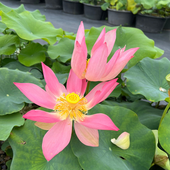 Phoenix Feather Falling on Golden Pond Lotus (Bare Root)