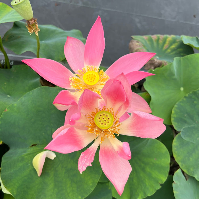 Phoenix Feather Falling on Golden Pond Lotus (Bare Root)