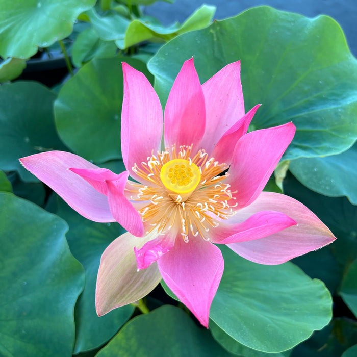 Phoenix Feather Falling on Golden Pond Lotus (Bare Root)