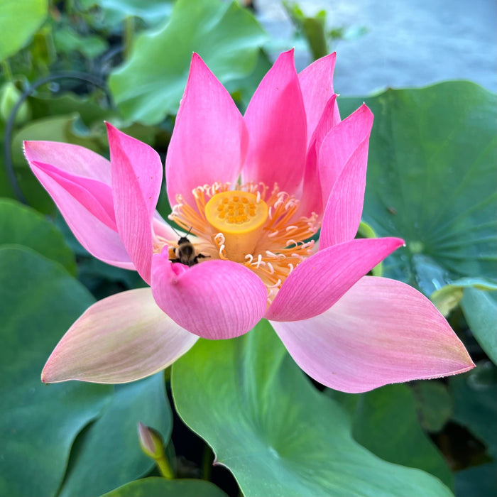 Phoenix Feather Falling on Golden Pond Lotus (Bare Root)