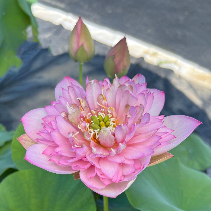Piano Boy Mini Lotus Lotus (Bare Root) - Play It Koi