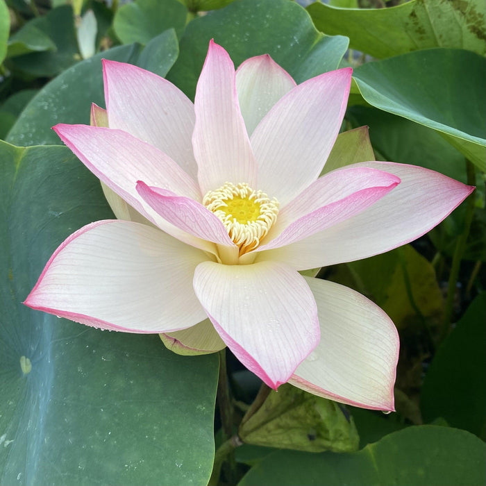 Piano Melody - Music in the Air Lotus (Bare Root) - Play It Koi