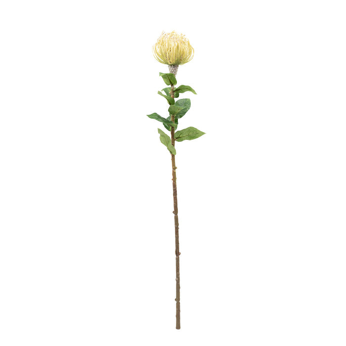 Pincushion Cream Flower Stem - 76cm