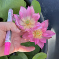 Pink-A-Boo Mini Lotus (Bare Root)