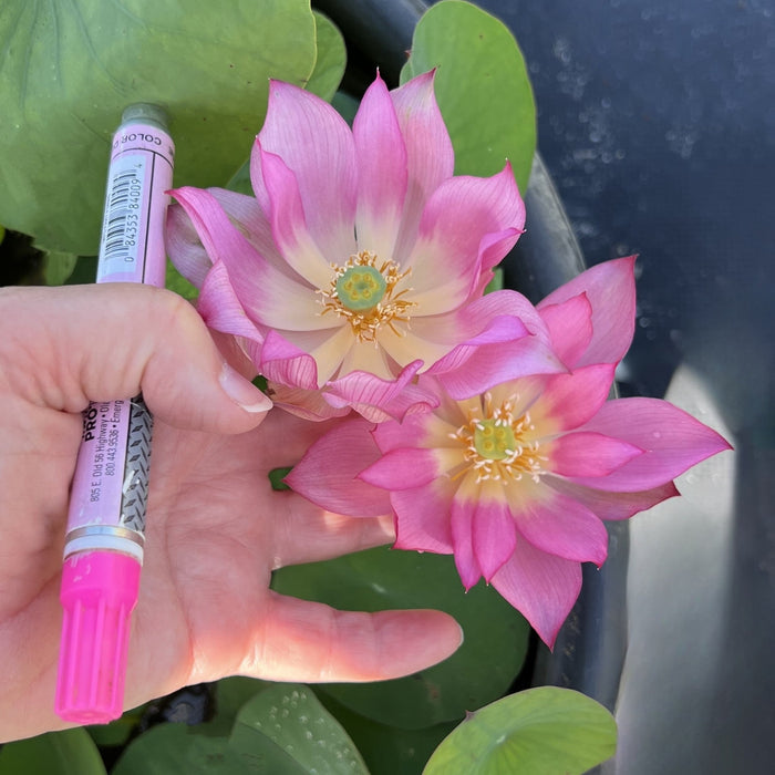 Pink-A-Boo Mini Lotus (Bare Root)