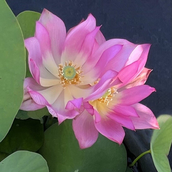 Pink-A-Boo Mini Lotus (Bare Root)