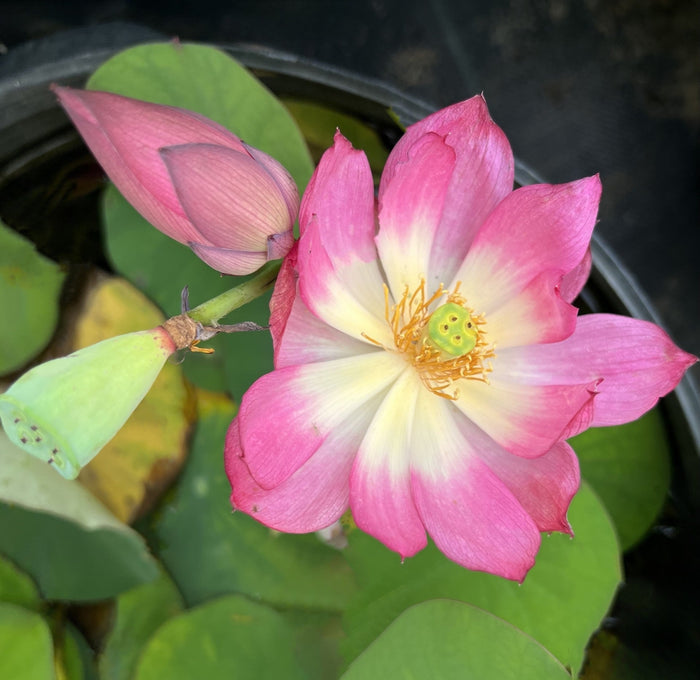 Pink-A-Boo Mini Lotus (Bare Root)