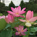 Pink-A-Licious - Sizzling Hot Pink Lotus (Bare Root) - Play It Koi