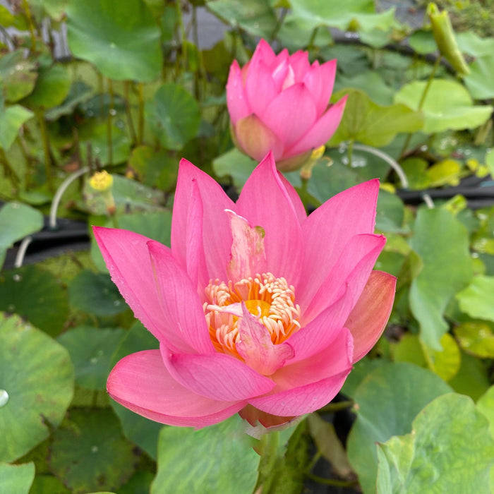Pink Bowl - Classic Favorite Lotus (Bare Root) - Play It Koi