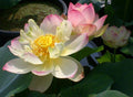 Pink Butterfly Lotus (Bare Root) - Play It Koi
