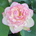 Pink Diamond - Bling, Bling Lotus (Bare Root) - Play It Koi