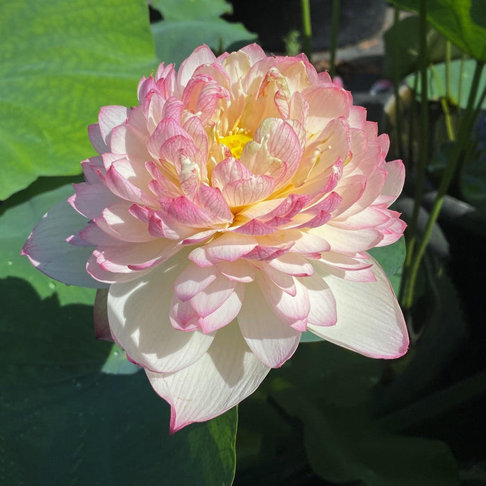 Pink Diamond - Bling, Bling Lotus (Bare Root) - Play It Koi