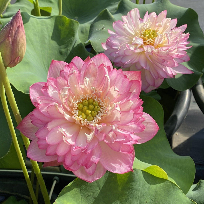 Pink Lady - Loaded with Flowers Lotus (Bare Root) - Play It Koi