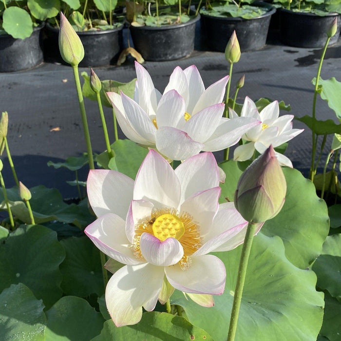 Pink Lips Lotus (Bare Root) - Play It Koi