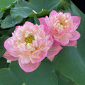 2024 Pink Peach Lotus (Bare Root) - Play It Koi