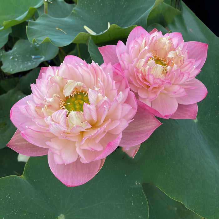 2024 Pink Peach Lotus (Bare Root) - Play It Koi