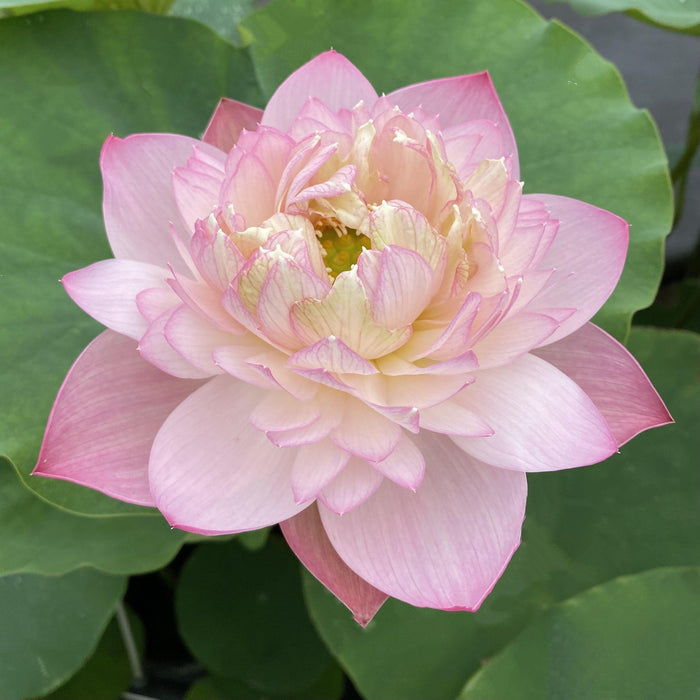2024 Pink Peach Lotus (Bare Root) - Play It Koi