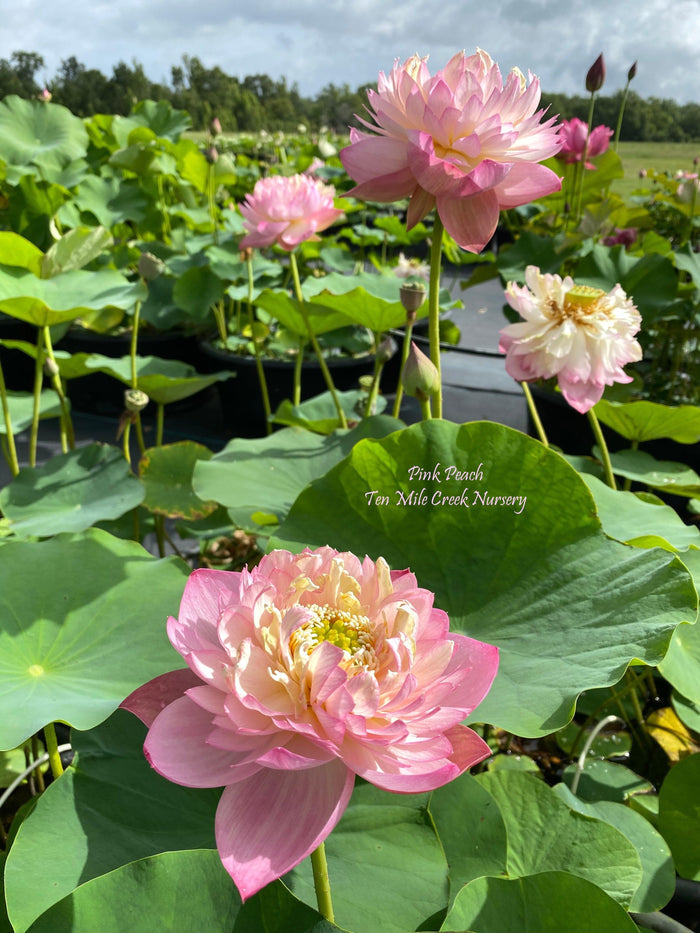 2024 Pink Peach Lotus (Bare Root) - Play It Koi