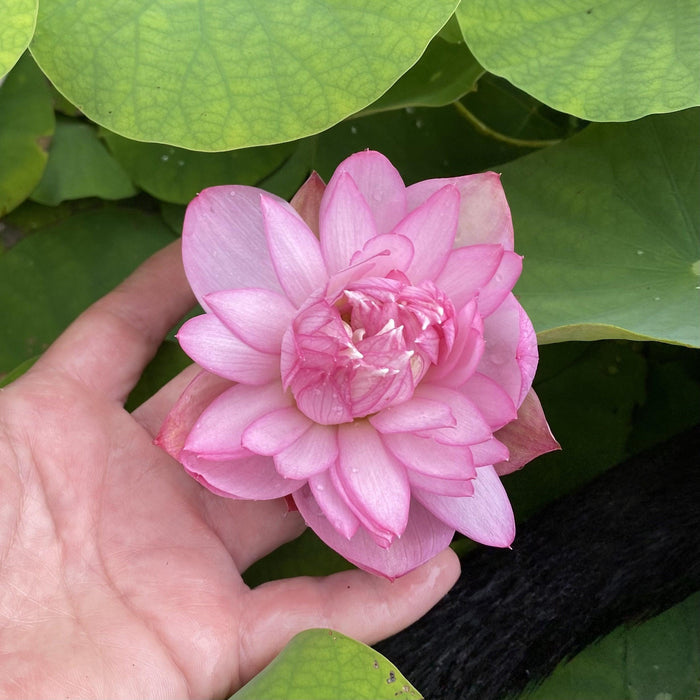 Pink Pixie - A Mini Sprinkle of Fairy Dust Lotus (Bare Root) - Play It Koi