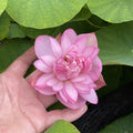 Pink Pixie - A Mini Sprinkle of Fairy Dust Lotus (Bare Root) - Play It Koi