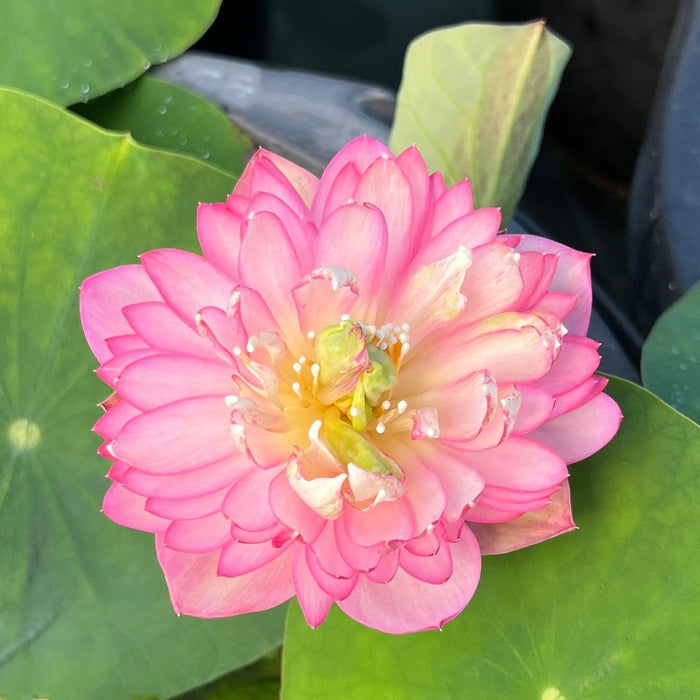 Pink Pixie - A Mini Sprinkle of Fairy Dust Lotus (Bare Root) - Play It Koi