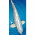 Platinum Ogon - Play It Koi