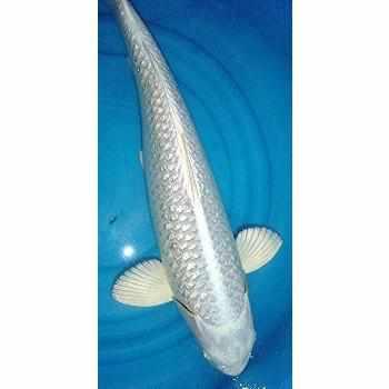 Platinum Ogon - Play It Koi