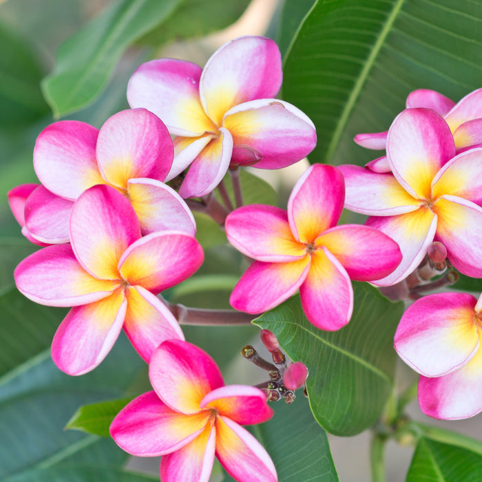Pink rainbow plumeria flowers