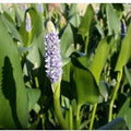 Pontederia Dilatata - Royal Pickerel Rush (Bare Root) - Play It Koi
