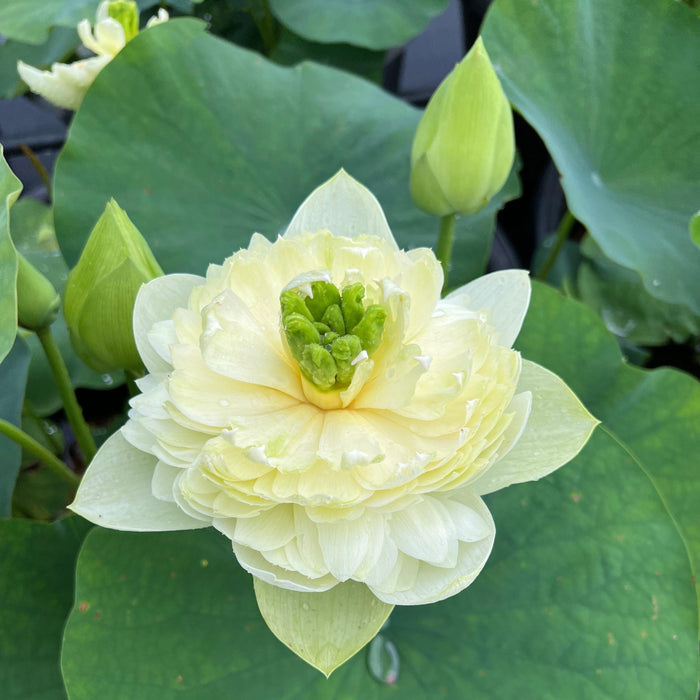 2024 Prairie Dream - Massive Flowering Lotus (Bare Root) - Play It Koi