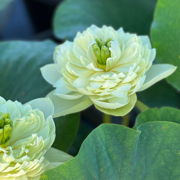 2024 Prairie Dream - Massive Flowering Lotus (Bare Root) - Play It Koi