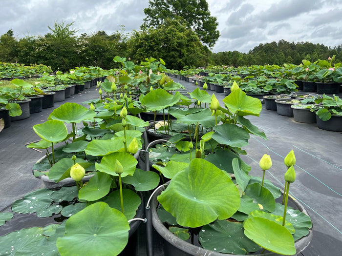 2024 Prairie Dream - Massive Flowering Lotus (Bare Root) - Play It Koi