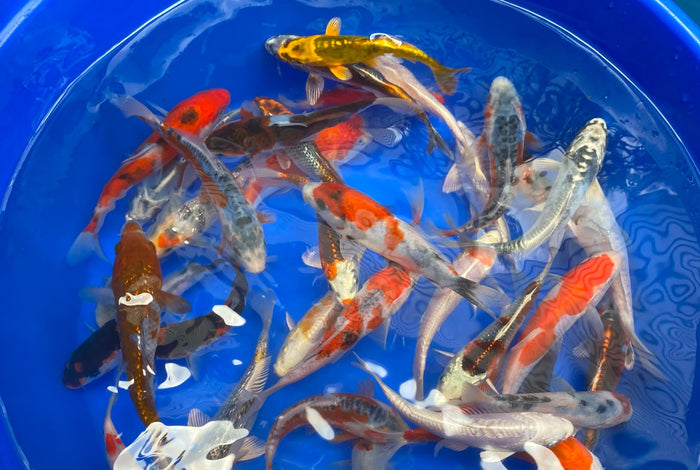 Premium Japanese Koi Fish Packages
