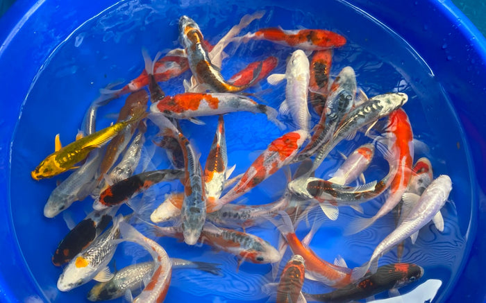 Premium Japanese Koi Fish Packages