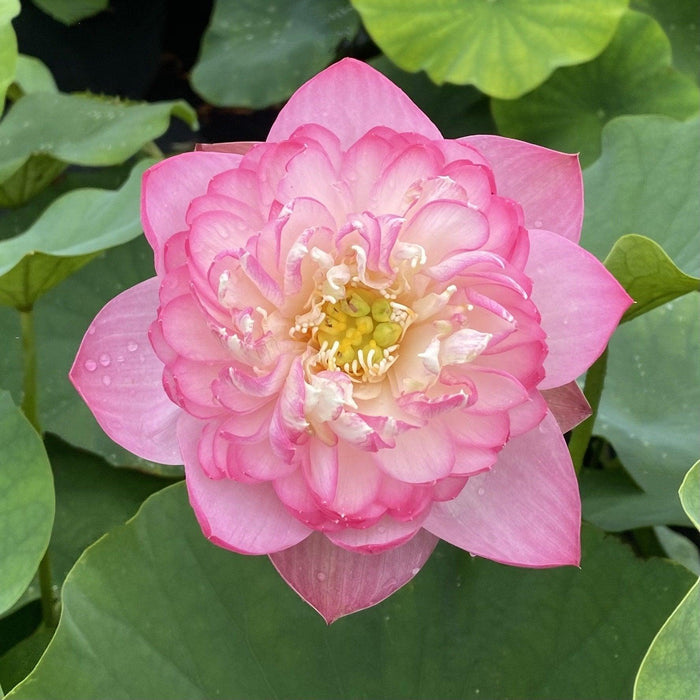 Princess Ellen of Ten Mile Creek Lotus (Bare Root) - Play It Koi