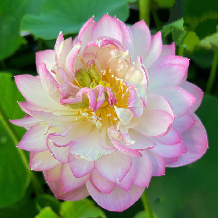Princess Ellen of Ten Mile Creek Lotus (Bare Root) - Play It Koi