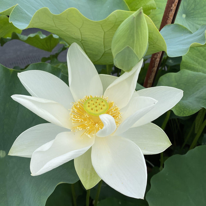 Princess Kennedy Lotus (Bare Root) - Play It Koi