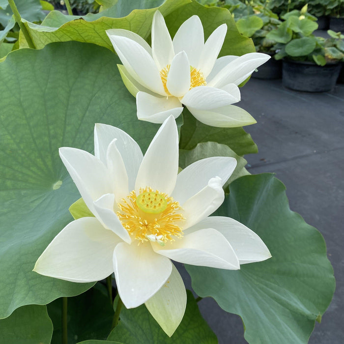 Princess Kennedy Lotus (Bare Root) - Play It Koi