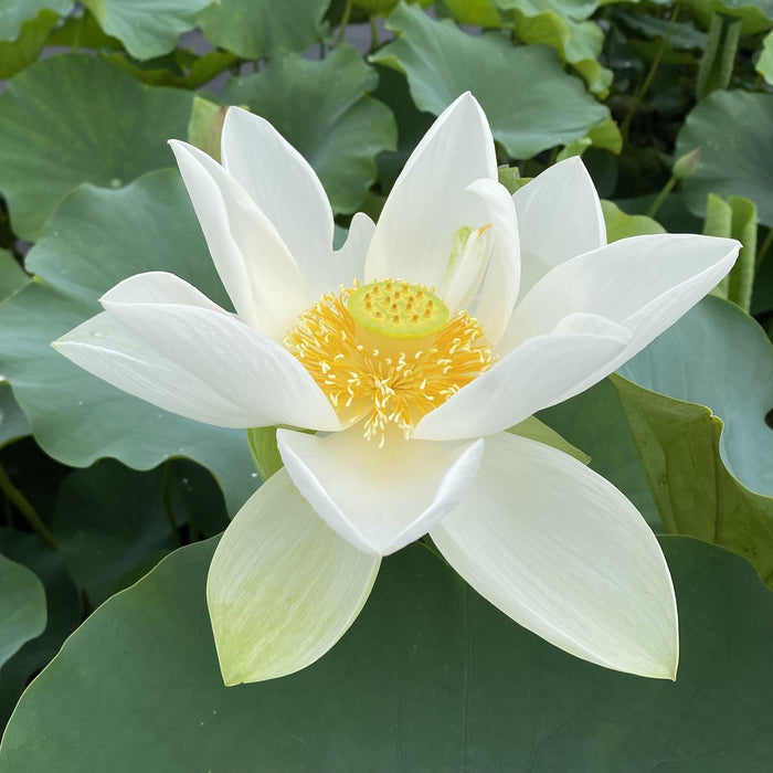 Princess Kennedy Lotus (Bare Root) - Play It Koi