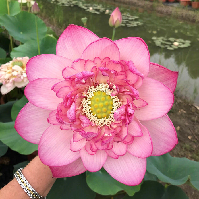 Prosperous Purple Lotus (Bare Root) - Play It Koi