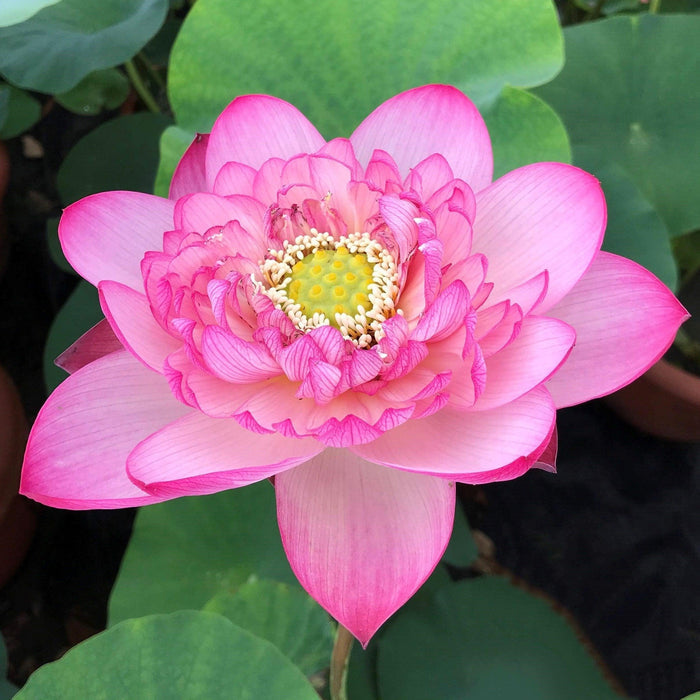 Prosperous Purple Lotus (Bare Root) - Play It Koi