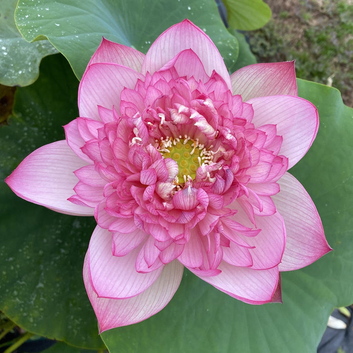 Prosperous Purple Lotus (Bare Root) - Play It Koi