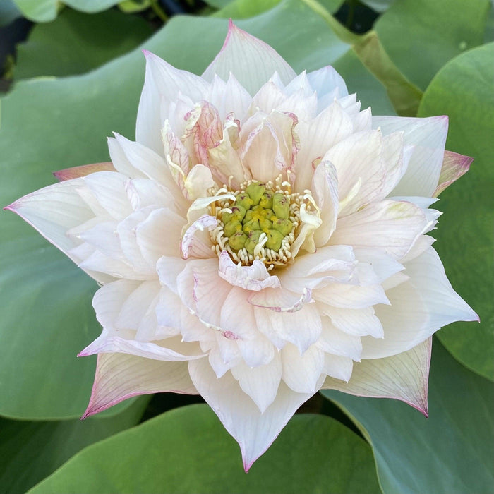 Pulse Feelings -A Touch of Purple Lotus (Bare Root) - Play It Koi