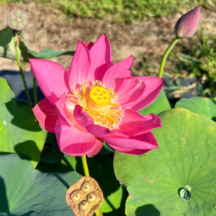 Purple Fairy 2 Lotus (Bare Root)