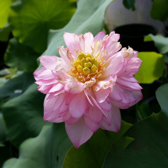 Purple Gold - A Treasure For You Lotus (Bare Root) - Play It Koi