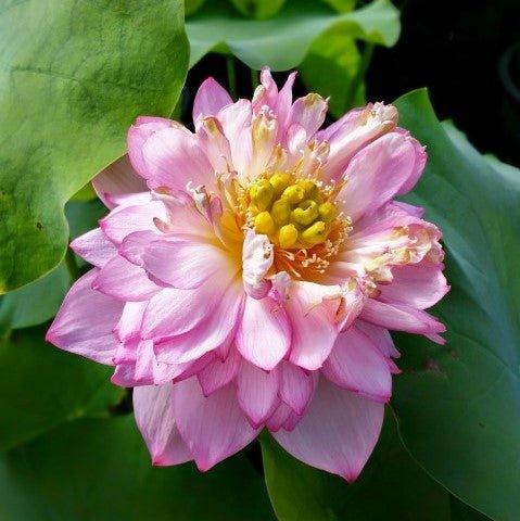 Purple Gold - A Treasure For You Lotus (Bare Root) - Play It Koi