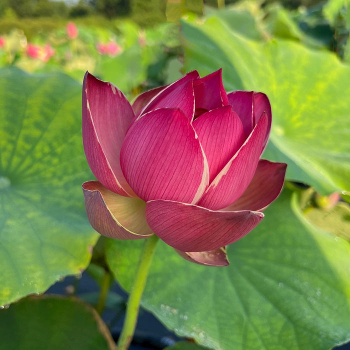 Purple Ribbon Gold Seal Lotus (Bare Root)