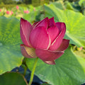 Purple Ribbon Gold Seal Lotus (Bare Root)