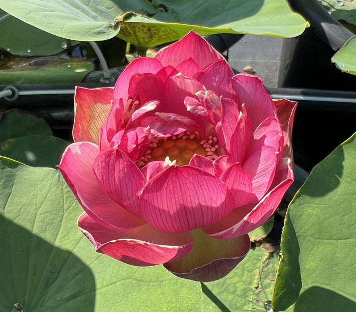 Purple Ribbon Gold Seal Lotus (Bare Root)