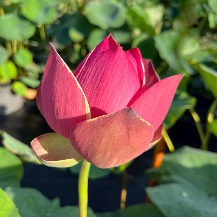 Purple Ribbon Gold Seal Lotus (Bare Root)